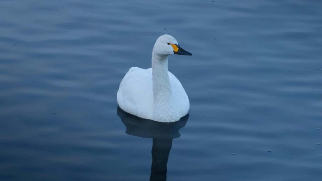 Kako influenseri iz Srbije na Pinterestu hvataju slovačke brendove za saradnju
