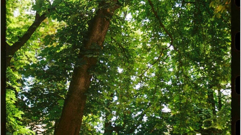 Kako influenseri na Pinterestu u Srbiji nalaze oglašivače iz Bosne i Hercegovine za saradnju