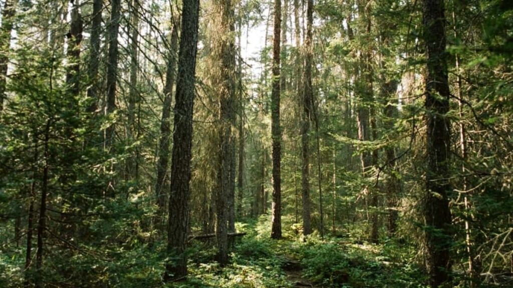 2025 Norway Twitter Cena Oglasa za Srbija Oglašivače