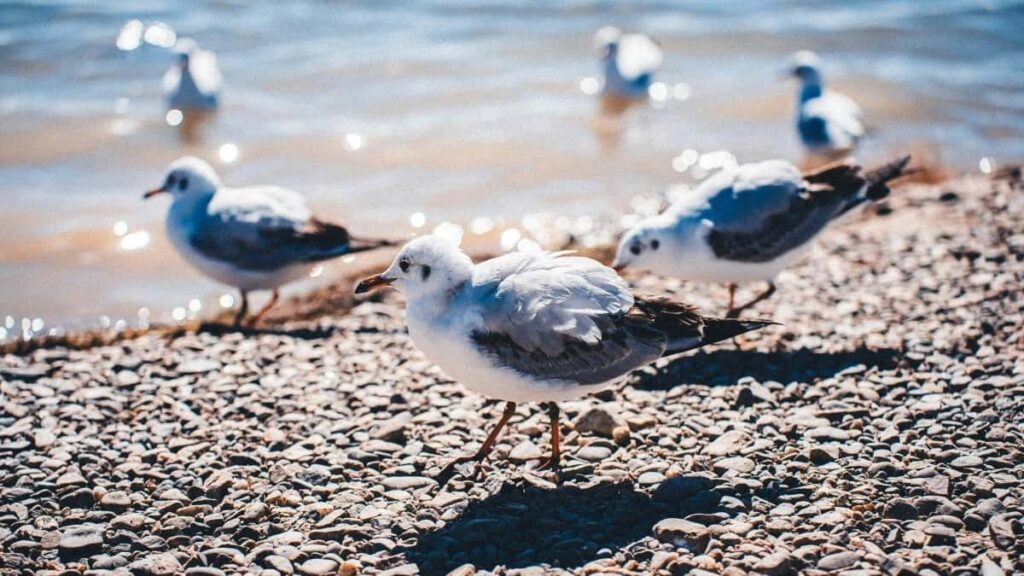 Kako pronaci danske Zalo kreatore za autenticne gradske vodice koje prave lokalci? Saveti i trikovi za oglasivace iz Srbije.