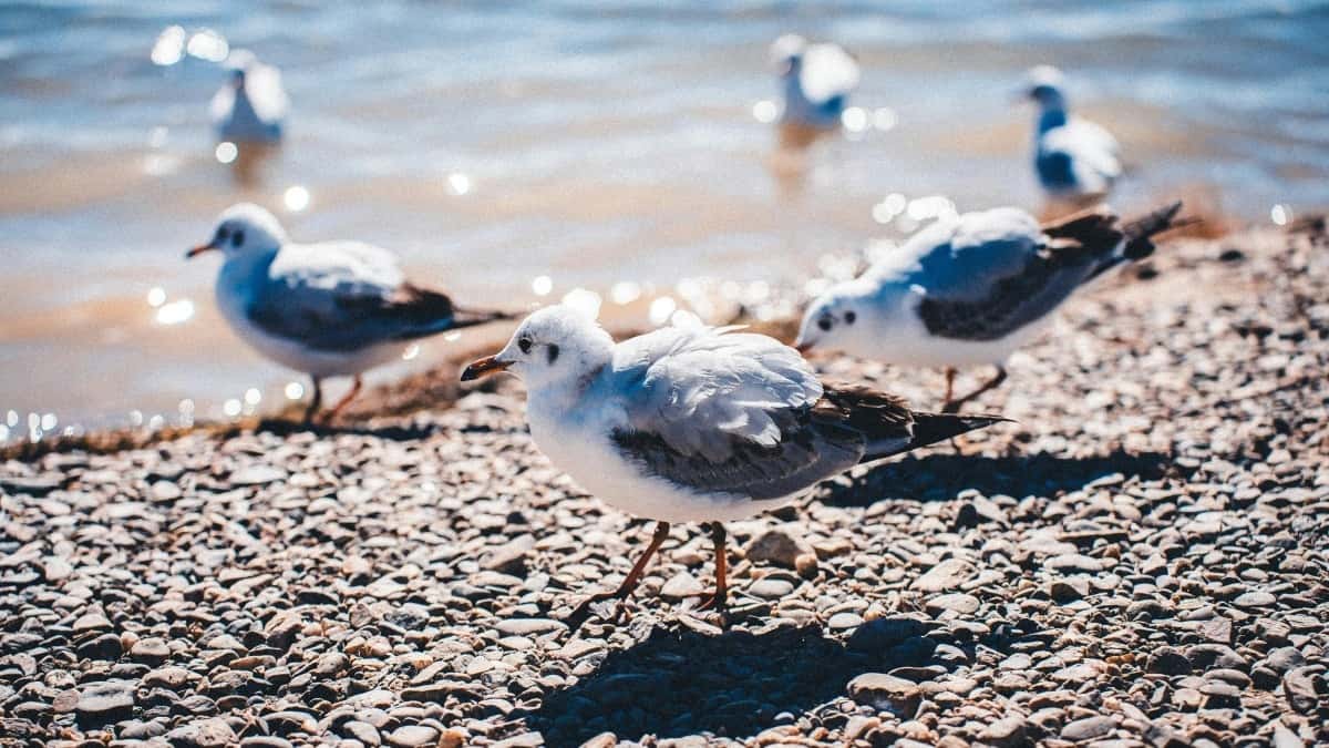 Gde naći danske Zalo kreatore za lokalne vodiče po gradovima?