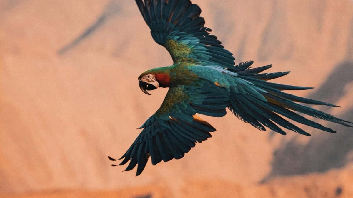 Kreatori: Kako do nepalskih brendova na Discordu?