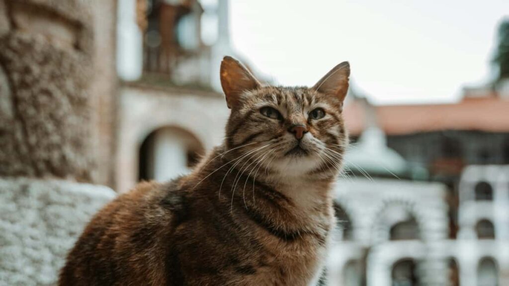 Konkretan vodic za brendove iz Srbije: kako pronaci, selektovati i angazovati Pinterest kreatore iz Singapura za drustveno odgovorne kampanje.