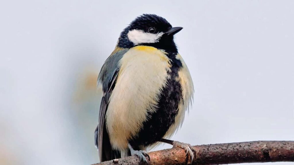 Praktican vodic za oglasivace iz Srbije: kako locirati i angazovati bolivijske eBay kreatore koji prave viralne unboxinge i live prodaje.