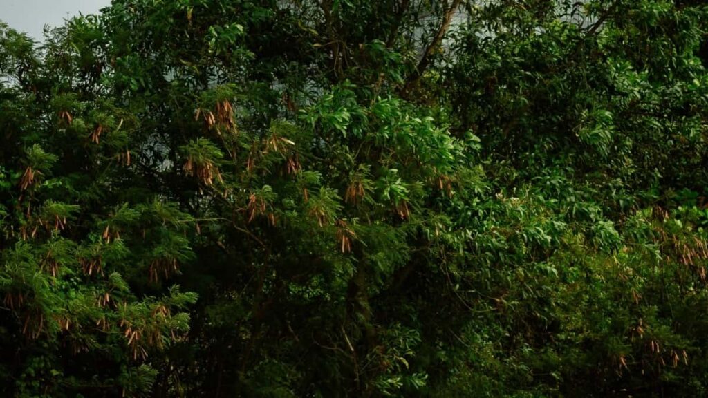 Praktican vodic za srpske oglasivace: gde i kako pronaci kreatore iz Meksika na KakaoTalku da povecate reach i angazman za brendove zdrave ishrane i lifestylea.