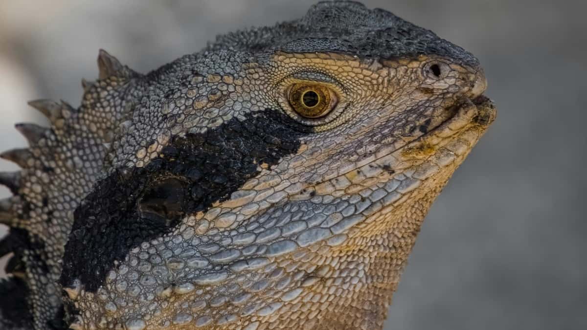 Brendovi: kako naći Nepal Netflix kreatore za limited drops