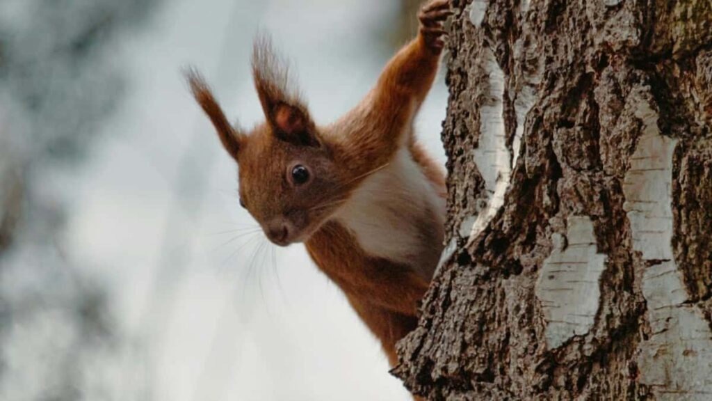 Praktican vodic za kreatore iz Srbije: kako ciljati i angazovati Sri Lanka brendove na Pinterestu, kombinovanjem organskog sadrzaja, placenih oglasa i pametnog outreach-a.