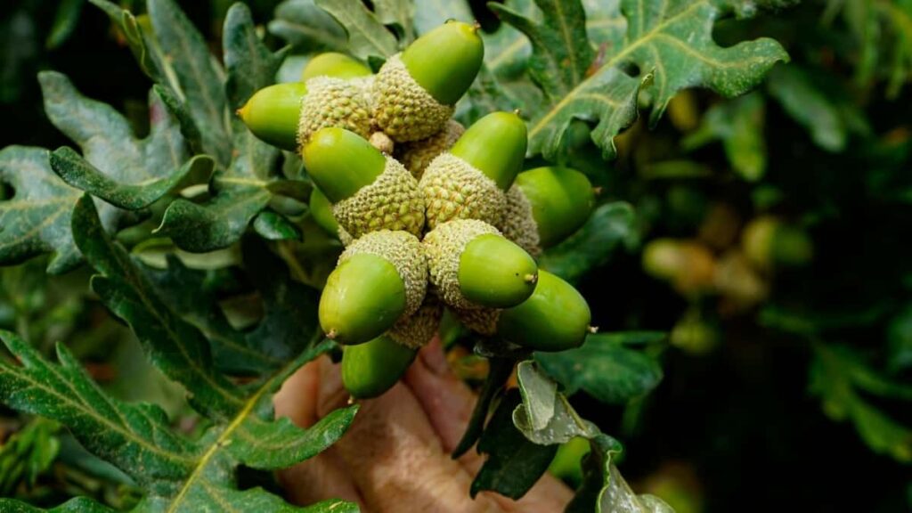 Praktican vodic za agencije i brendove iz Srbije: gde i kako pronaci Spotify kreatore iz Kazahstana, kako ih angazovati za creator-led prodajne push kampanje i koje alate koristiti.