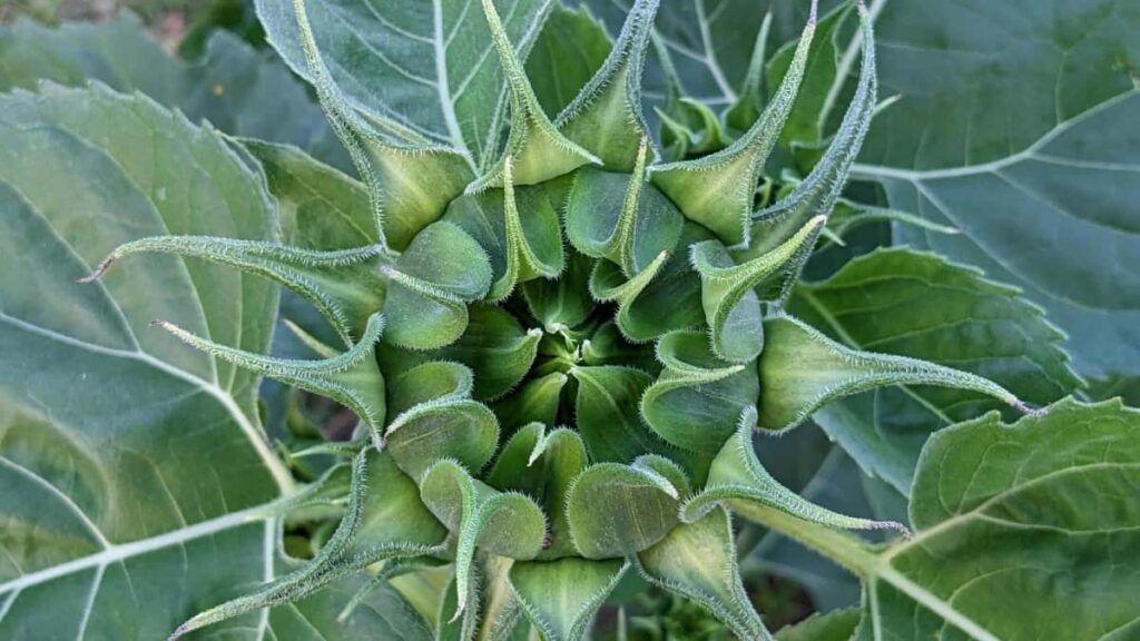 Praktcan vodic za kreatore iz Srbije: kako targetirati i dogovoriti brendirane tutorijale sa brendovima iz Urugvaja na Takatak-u taktike, pitch, i sta izbegavati.