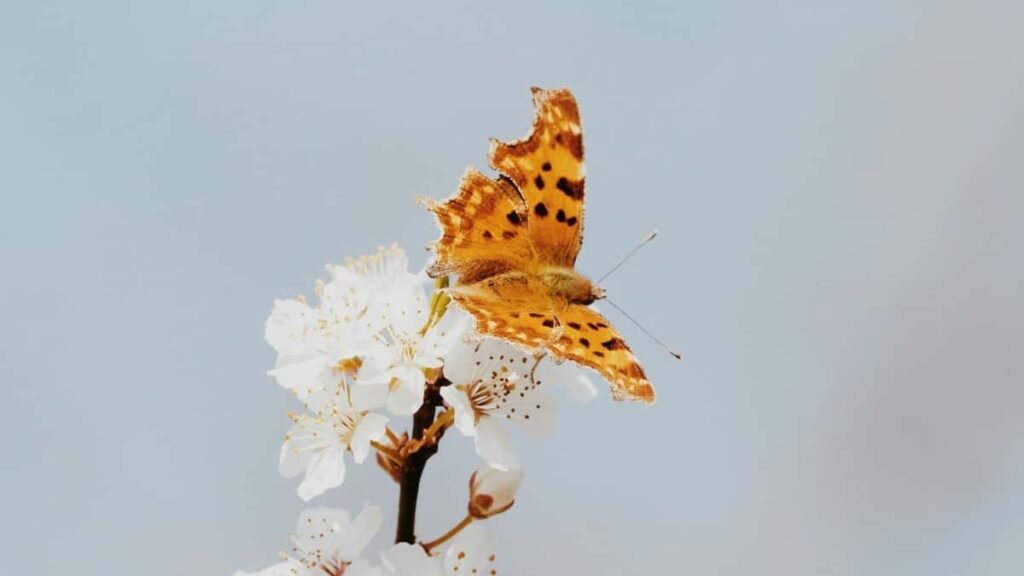 Praktican vodic za brendove u Srbiji: kako targetirati i angazovati kreatore iz Grcke za ogranicene kolekcije taktike, kanali i rizici.