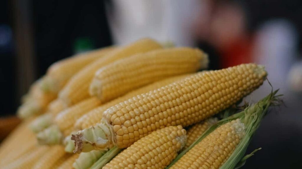 Praktican vodic za kreatore iz Srbije: kako kontaktirati litvanske brendove na Twitchu, ugovoriti nagradne igre i maksimizirati angazman publike.