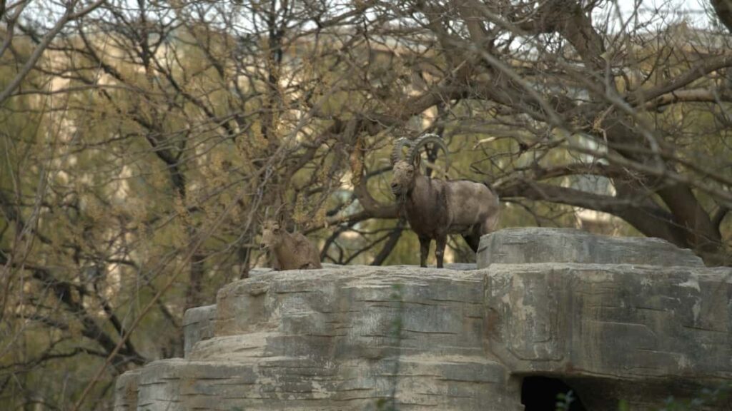 Praktican vodic za oglasivace iz Srbije: kako locirati i angazovati ShareChat kreatore iz Gruzije da podignete svest u gejming zajednicama.