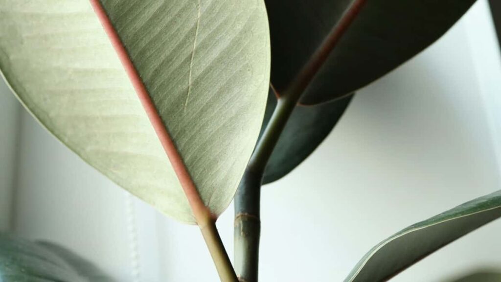 Praktican vodic za kreatore iz Srbije: kako targetirati i pitchovati brendove iz Bosne i Hercegovine na Instagramu, uci u seeding programe i povecati sanse za saradnju.