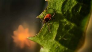 Praktican vodic za kreatore iz Srbije: kako targetirati ukrajinske brendove na Apple Music, ponuditi savete kroz sponzorisane alate i ugovoriti saradnje.