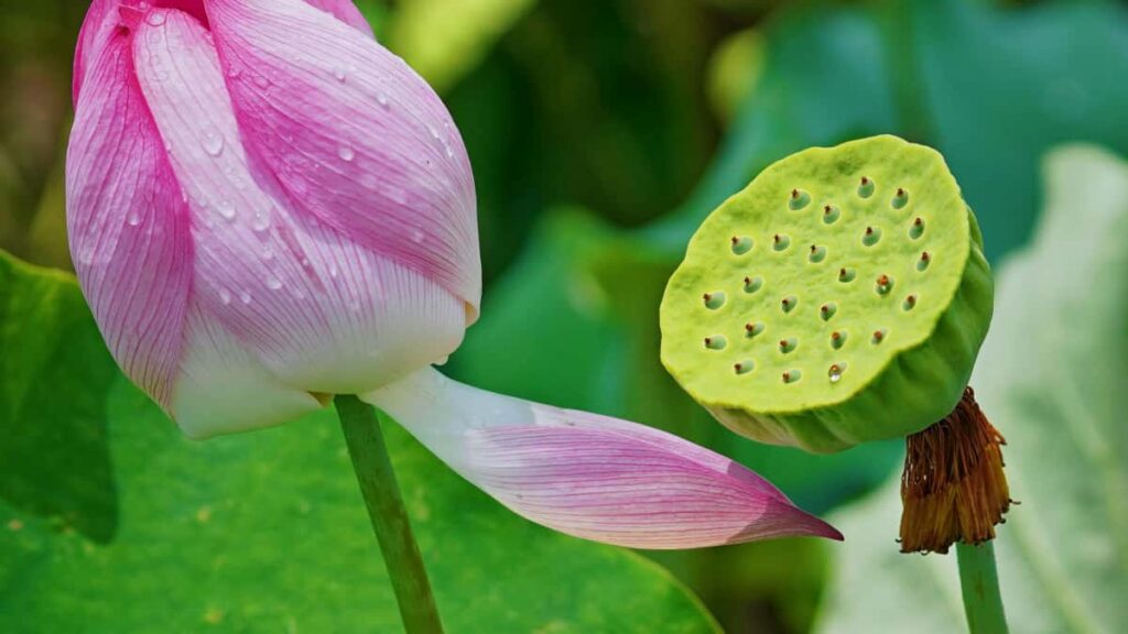 Praktican vodic za srpske oglasivace: kako pronaci i angazovati azerske WeChat kreatore koji promovisu sezonske modne trendove taktike, izvori i primeri.