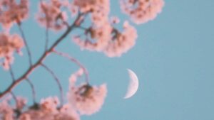 Praktican vodic za kreatore iz Srbije: kako pristupiti holandskim brendovima putem Zalo, minimizovati rizike i skalirati UGC saradnje.